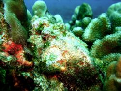 scorpionfish on the pipe, right outside of kewalo basin, ... by Elizabeth Chase 